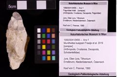 Foto (Objekt + Etiketten) von Munitheites kuepperi (Fraaije et al., 2019) (NHMW-GEO-1990-0041-0495)